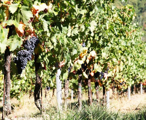 Sangiovese Rubicone IGP 2025, Torre Gaggio