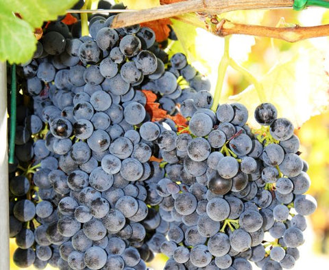 Sangiovese Rubicone IGP 2025, Torre Gaggio