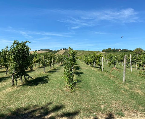 Chardonnay dell’Emilia IGP 2024, Torre Gaggio
