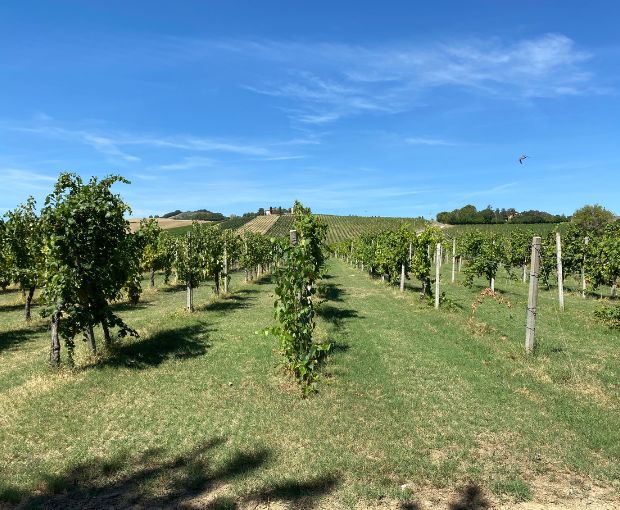 Sangiovese Rubicone IGP 2025, Torre Gaggio
