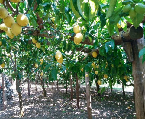 Limoncino, Erre di Erre (70cl)