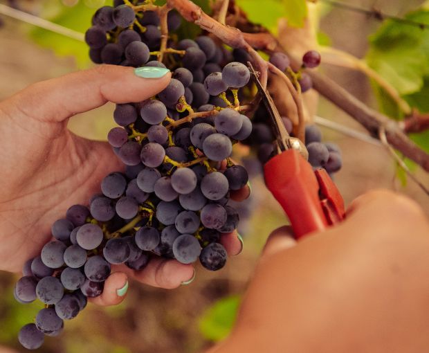 Montepulciano d'Abruzzo DOP La Pietraja 2023, Tenute del Pojo