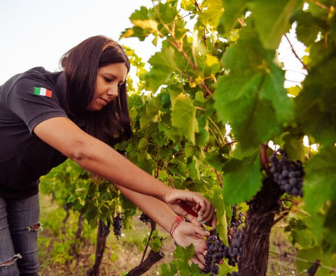 Montepulciano d'Abruzzo DOP La Pietraja 2022, Tenute del Pojo
