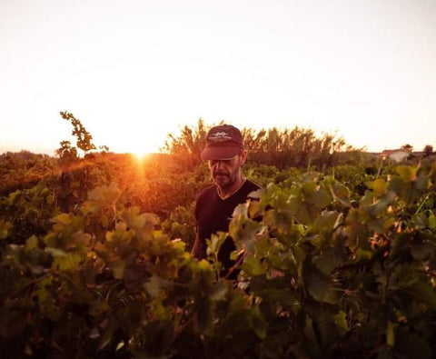 Montepulciano d'Abruzzo DOP La Pietraja 2022, Tenute del Pojo