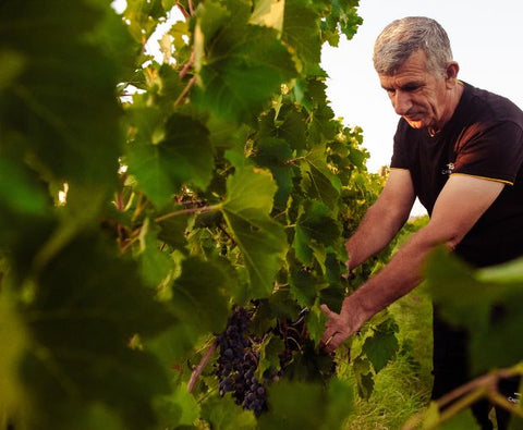 Pecorino Terre di Chieti IGP Le Coste 2025, Tenute del Pojo