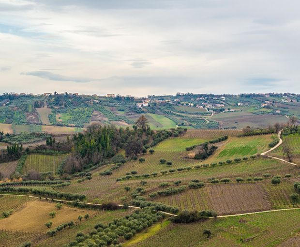Pecorino Terre di Chieti IGP Le Coste 2025, Tenute del Pojo
