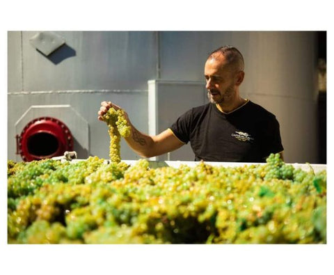Pecorino Terre di Chieti IGP Le Coste 2025, Tenute del Pojo