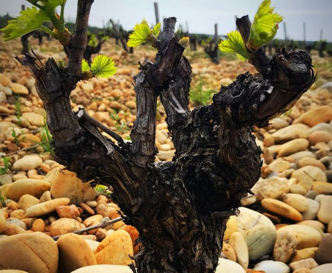 Chateauneuf-du-Pape AOC Vin di Félibre 2022, Domaine André Mathieu