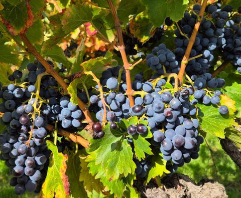Grenache VdP du Comté de Grignan 2023, Domaine Bois Vieux