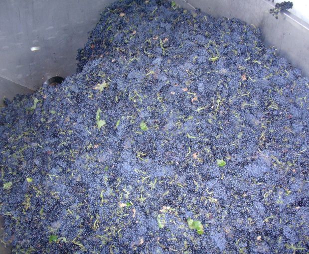 Grenache VdP du Comté de Grignan 2023, Domaine Bois Vieux