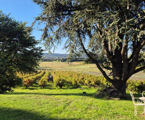 Grenache VdP du Comté de Grignan 2023, Domaine Bois Vieux