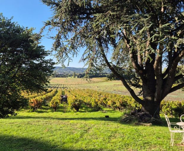 Grenache VdP du Comté de Grignan 2023, Domaine Bois Vieux