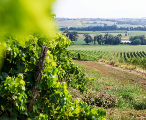 Colombard-Sauvignon Côtes de Gascogne IGP 2024, Domaine de l'Estrade