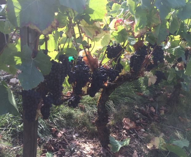 Bourgogne Cote d'Or AOP Pinot Noir 2022, Domaine Laboureau