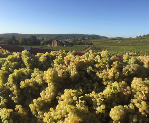 Macon-Villages AOP 2024, Domaine Laurent Dufouleur