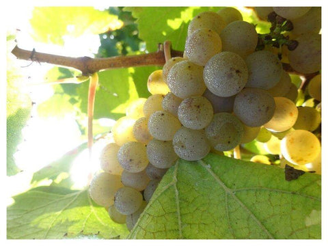 Muscadet Sèvres et Maine sur Lie Vieilles Vignes 2017 - Wine at Home