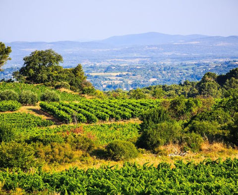 Picpoul de Pinet AOP Tradition 2024, Domaine Muret