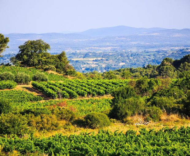 Picpoul de Pinet AOP Tradition 2025, Domaine Muret