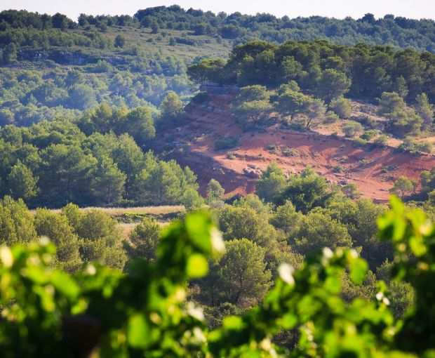 Picpoul de Pinet AOP Tradition 2025, Domaine Muret