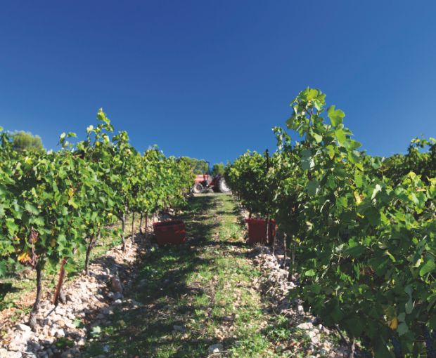 Picpoul de Pinet AOP Tradition 2025, Domaine Muret