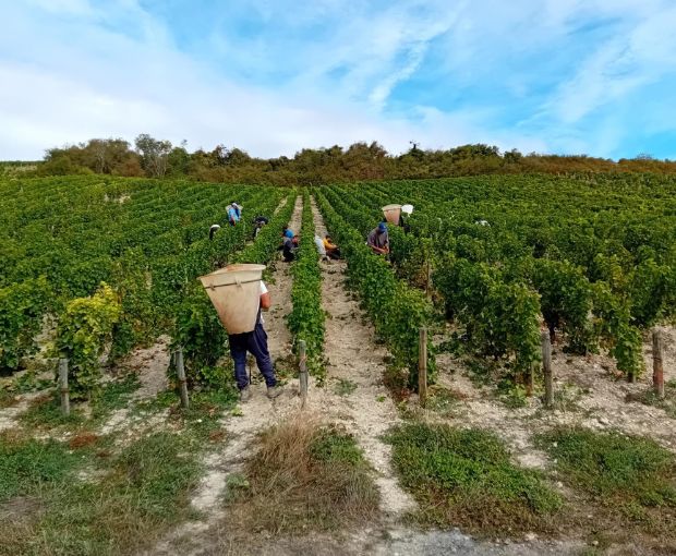 Sancerre AOP 2024, Domaine de Sacy