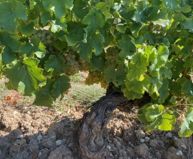 Sancerre AOP 2024, Domaine de Sacy