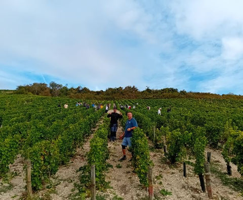 Sancerre AOP 2023, Domaine de Sacy