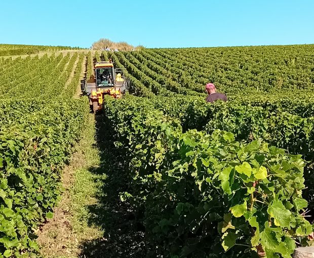 Sancerre AOP 2024, Domaine de Sacy
