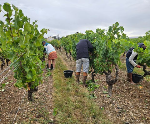Côteaux du Layon AOC St Aubin 2024, Domaine des Barres