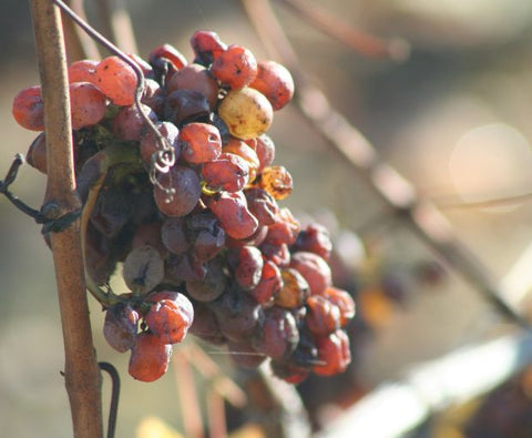 Anjou Gamay AOC 2024, Domaine des Barres