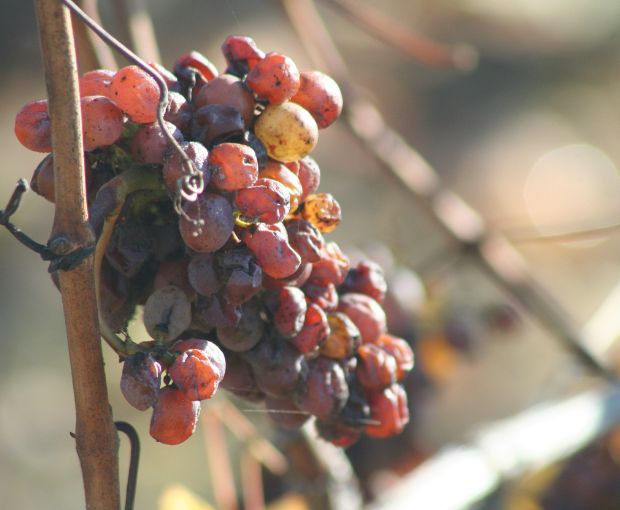 Anjou Gamay AOC 2024, Domaine des Barres