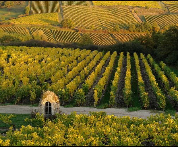 Anjou Gamay AOC 2024, Domaine des Barres