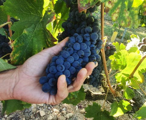 Crozes-Hermitage AOC Rouge 2020, Domaine des Combat