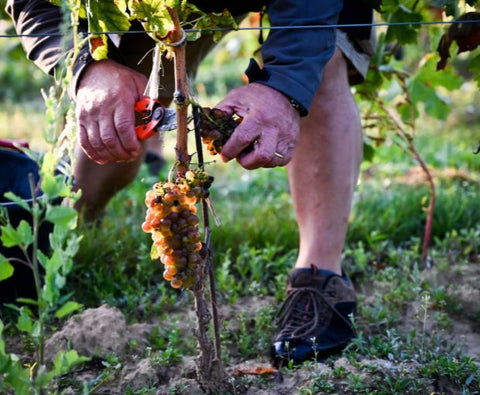Crozes-Hermitage AOC Blanc 2022, Domaine des Combat
