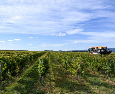 Crozes-Hermitage AOC Rouge 2020, Domaine des Combat