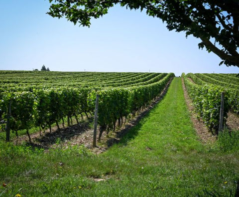 Crozes-Hermitage AOC Blanc 2022, Domaine des Combat