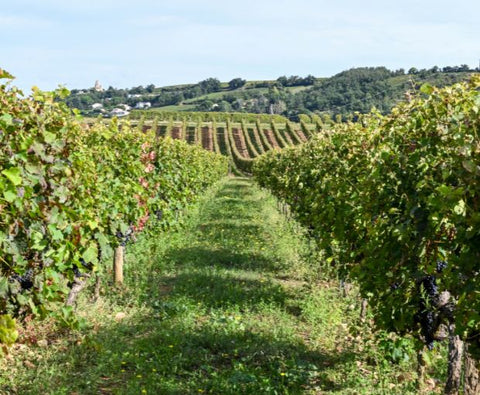 Crozes-Hermitage AOC Rouge 2020, Domaine des Combat