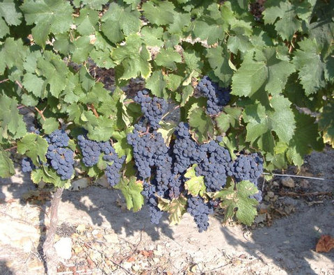 Saumur Champigny AOC Cuvee de Bruyn Vieilles Vignes 2024, Domaine du Fondis