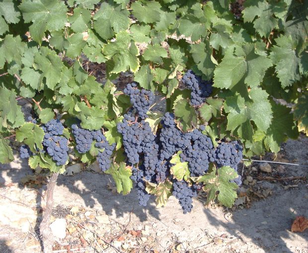 Saint Nicolas de Bourgueil AOC 2022, Domaine du Fondis
