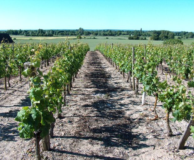 Saint Nicolas de Bourgueil AOC 2022, Domaine du Fondis