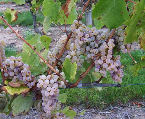 Saumur Blanc AOC 2022, Domaine du Fondis