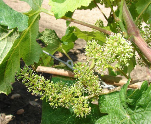 Saumur Blanc AOC 2022, Domaine du Fondis