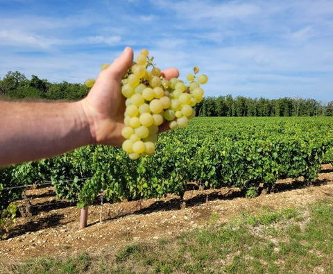Petit Chablis AOC 2024, Jean-Pierre & Alexandre Ellevin