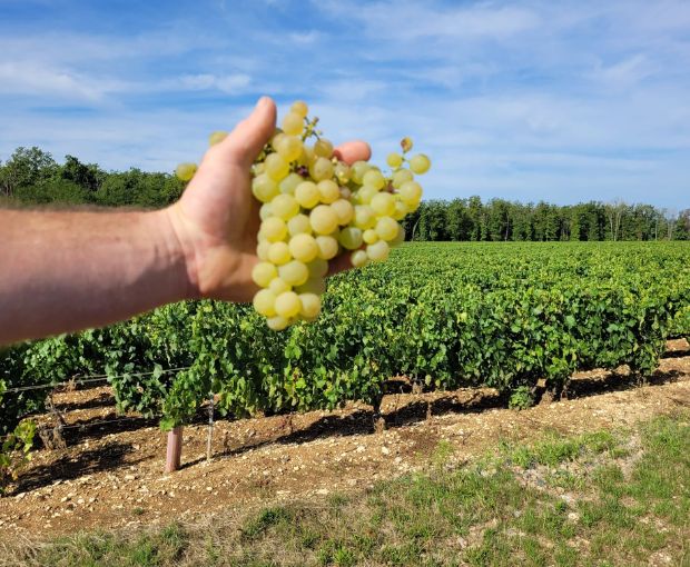 Petit Chablis AOC 2024, Jean-Pierre & Alexandre Ellevin