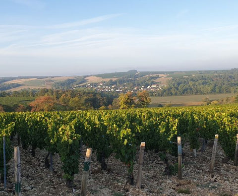Chablis AOC 2024, Jean-Pierre & Alexandre Ellevin