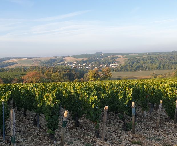 Chablis AOC 2024, Jean-Pierre & Alexandre Ellevin