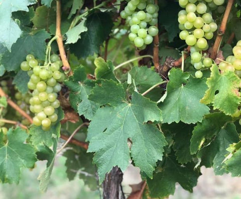Chardonnay Reservado 2023, Fabre Montmayou
