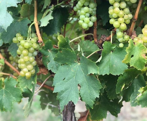 Chardonnay Reservado 2023, Fabre Montmayou