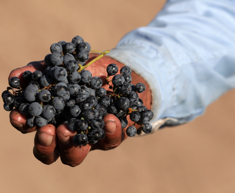 Malbec Gran Reservado 2021, Fabre Montmayou