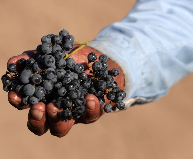 Grand Vin 2018, Fabre Montmayou
